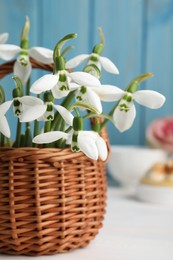 Beautiful snowdrops in wicker basket on white table