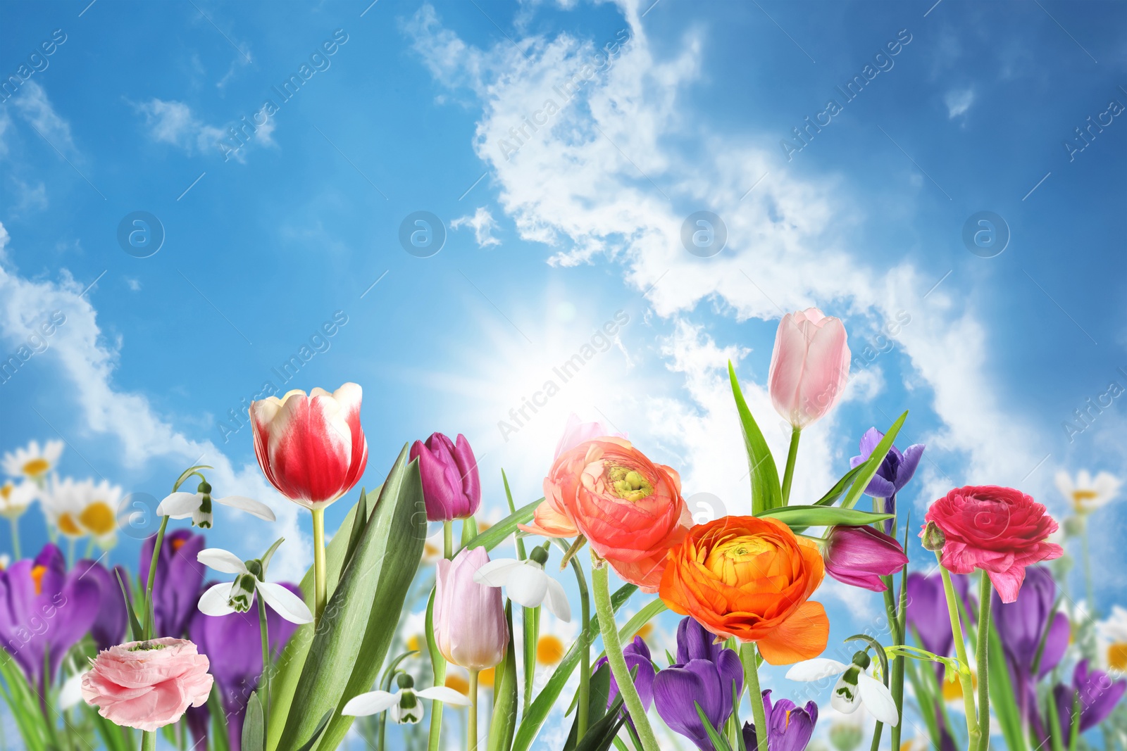 Many beautiful spring flowers outdoors on sunny day Image of Many beautiful spring flowers outdoors on sunny day