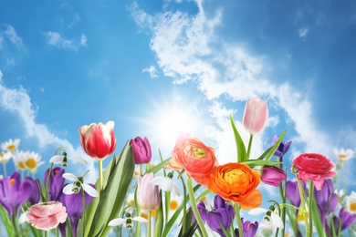 Image of Many beautiful spring flowers outdoors on sunny day