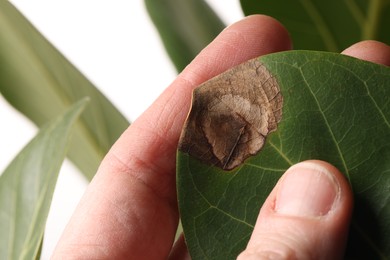 Photo of Woman touching houseplant with damaged leaf on white background, closeup