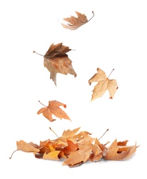 Image of Beautiful autumn leaves falling on white background