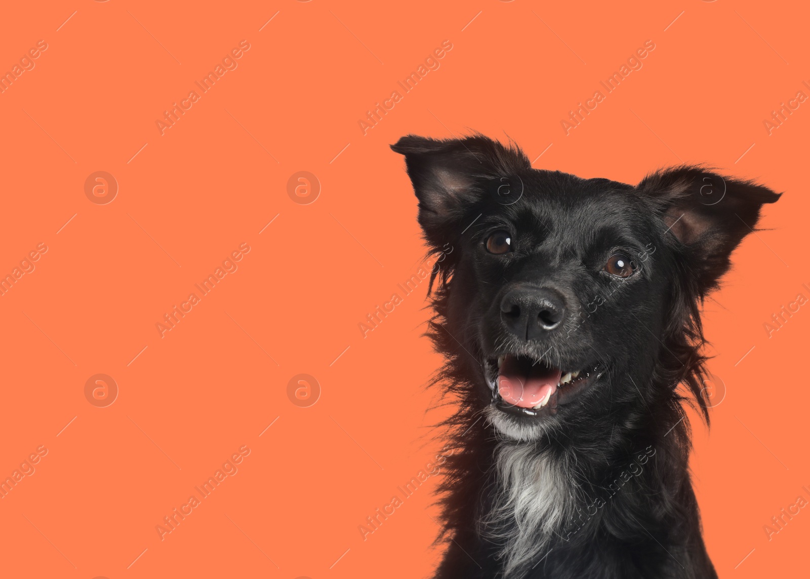 Image of Cute dog on pale orange background. Space for text