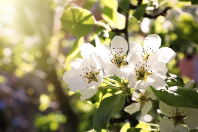 Photo of Beautiful blossoming pear tree outdoors on sunny day, closeup