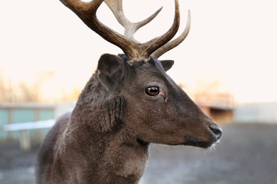 Photo of Brown stag with beautiful antlers in zoo, closeup