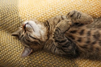 Photo of Cute tabby cat lying on knitted blanket, closeup. Lovely pet
