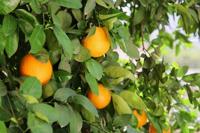 Photo of Fresh ripe oranges growing on tree outdoors
