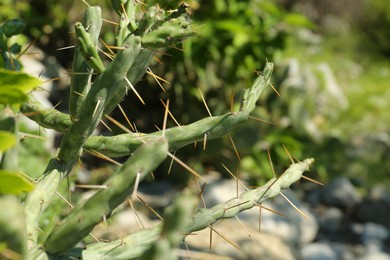 Photo of Beautiful cactus with big thorns growing outdoors, closeup