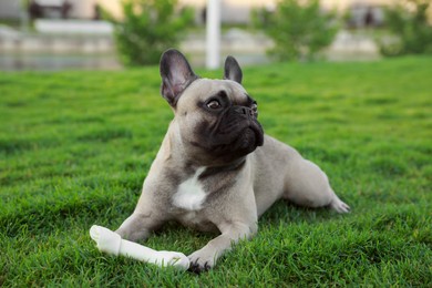 Photo of Cute French bulldog and bone treat on grass outdoors. Lovely pet