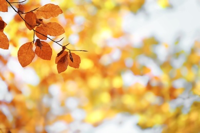 Photo of Tree twig with autumn leaves on blurred background. Space for text