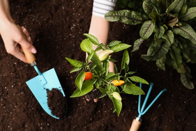 Photo of Woman transplanting pepper plant into soil, top view