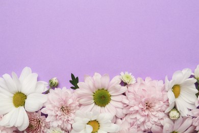 Photo of Beautiful chrysanthemum flowers on violet background, flat lay. Space for text