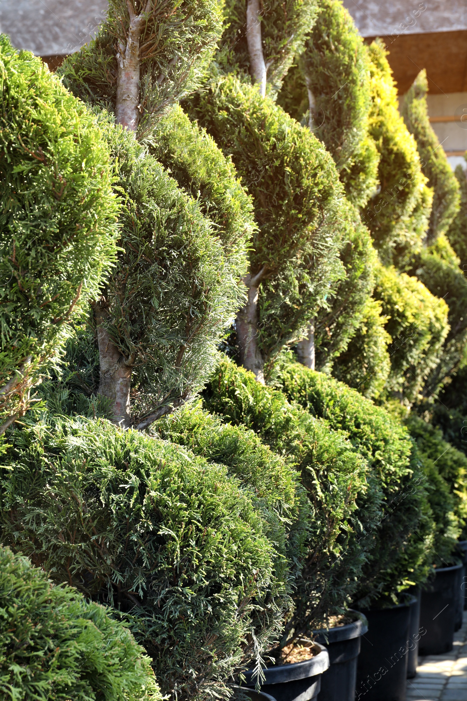 Photo of Many beautiful Bonsai trees outdoors. Landscape design