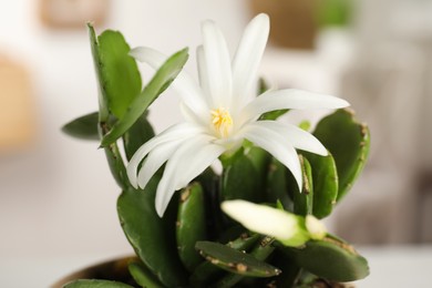 Photo of Beautiful blooming Schlumbergera (Christmas or Thanksgiving cactus) on blurred background, closeup