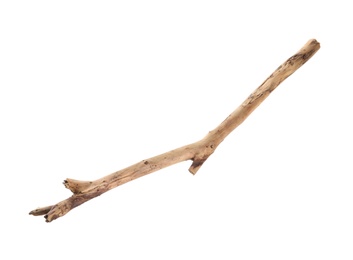 Photo of Old dry tree branch isolated on white