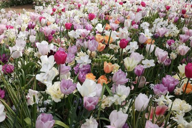 Photo of Many different beautiful flowers in park. Spring season