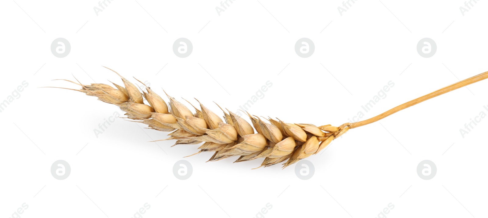 Photo of Dried ear of wheat isolated on white