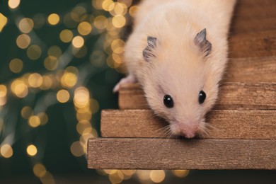 Photo of Cute little hamster on tiny wooden steps against blurred lights, closeup. Space for text