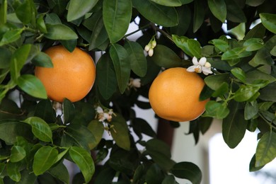 Photo of Ripening grapefruits and flowers growing on tree in garden