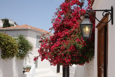 Photo of Beautiful blooming tree and elegant lantern near house entrance on sunny day