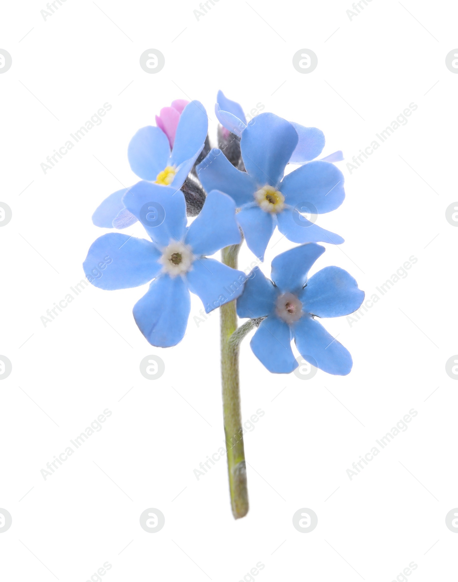 Photo of Beautiful blue Forget-me-not flowers isolated on white