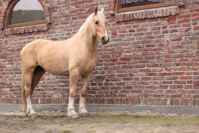 Photo of Adorable horse near brick building outdoors, space for text. Lovely domesticated pet